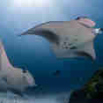 manta1